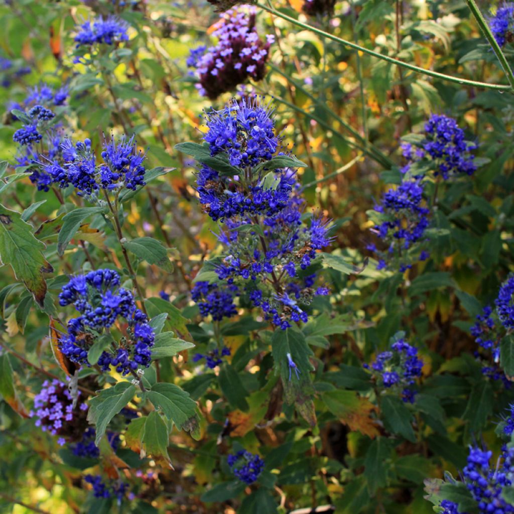 Caryopteris Grand Bleu - Spirée bleue 