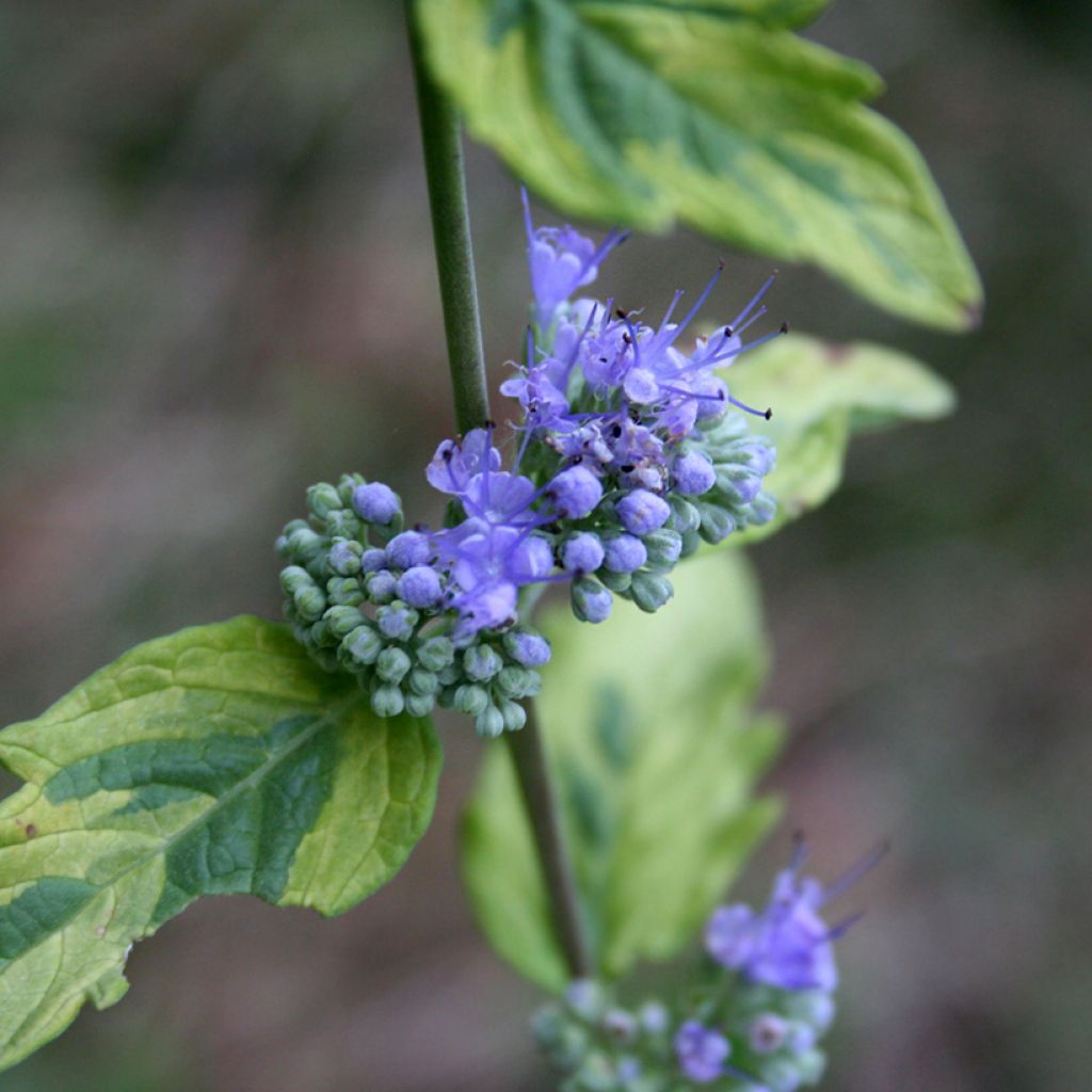 Caryopteris Summer Sorbet® - Spirée Bleue, Barbe-bleue