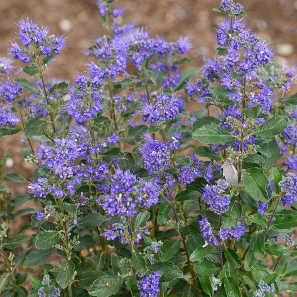 Caryopteris clandonensis Beyond Midnight - Spirée bleue