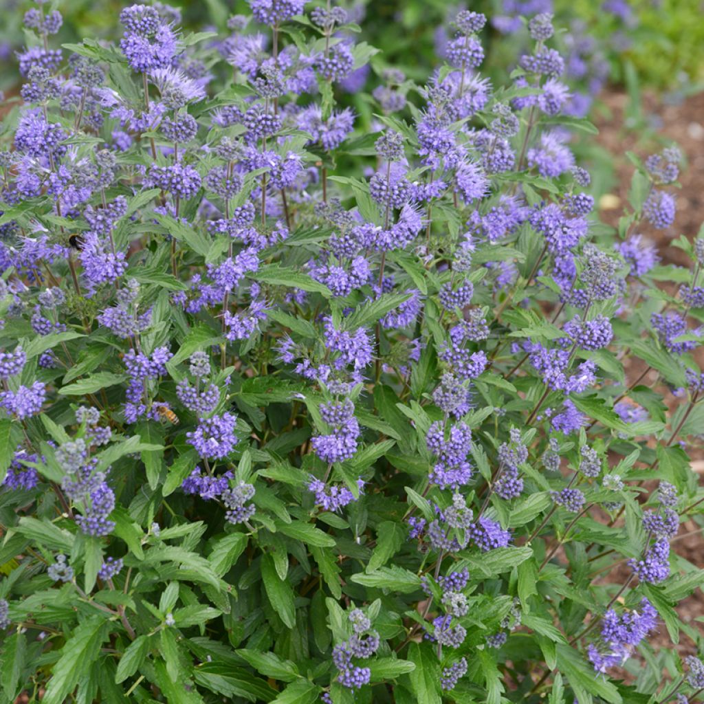 Caryopteris clandonensis Beyond Midnight - Spirée bleue