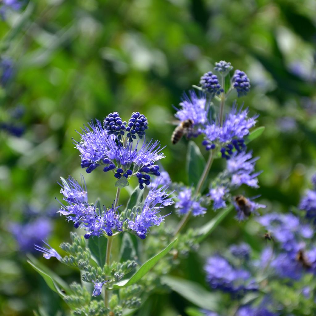 Caryopteris clandonensis Heavenly Blue - Spirée bleue