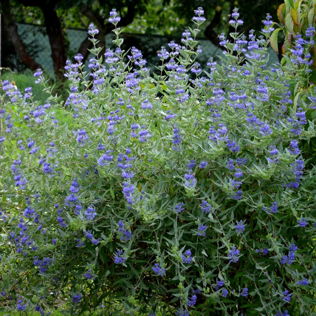 Caryopteris clandonensis Heavenly Blue - Spirée bleue