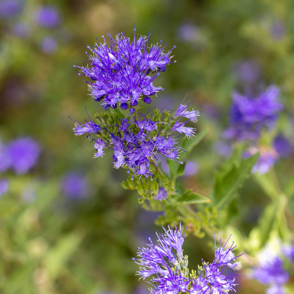 Caryopteris clandonensis Kew Blue - Spirée bleue