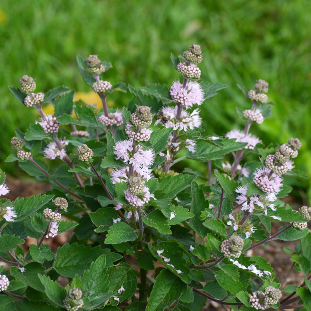 Caryopteris clandonensis Stephi - Spirée bleue