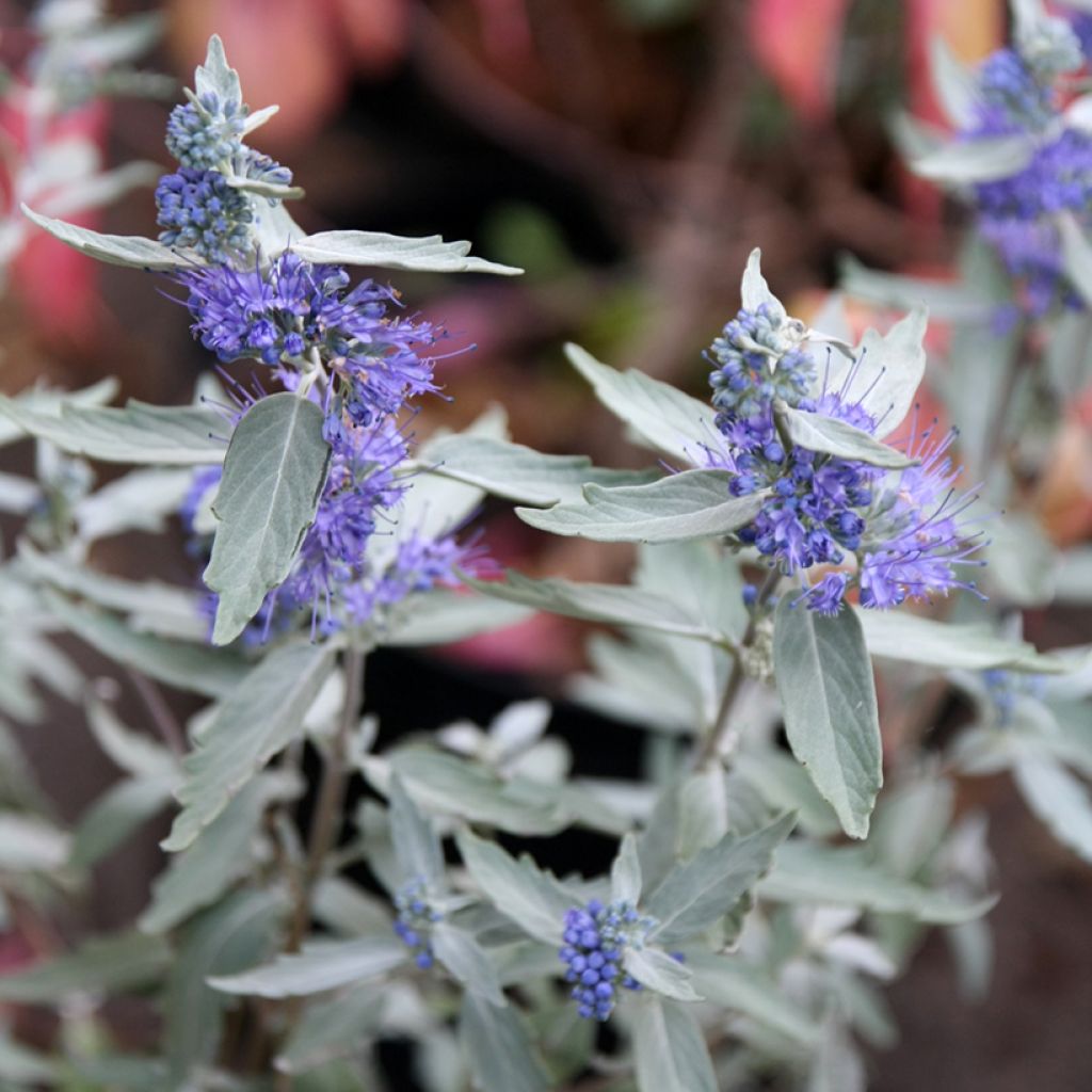 Caryopteris clandonensis Sterling Silver - Spirée bleue