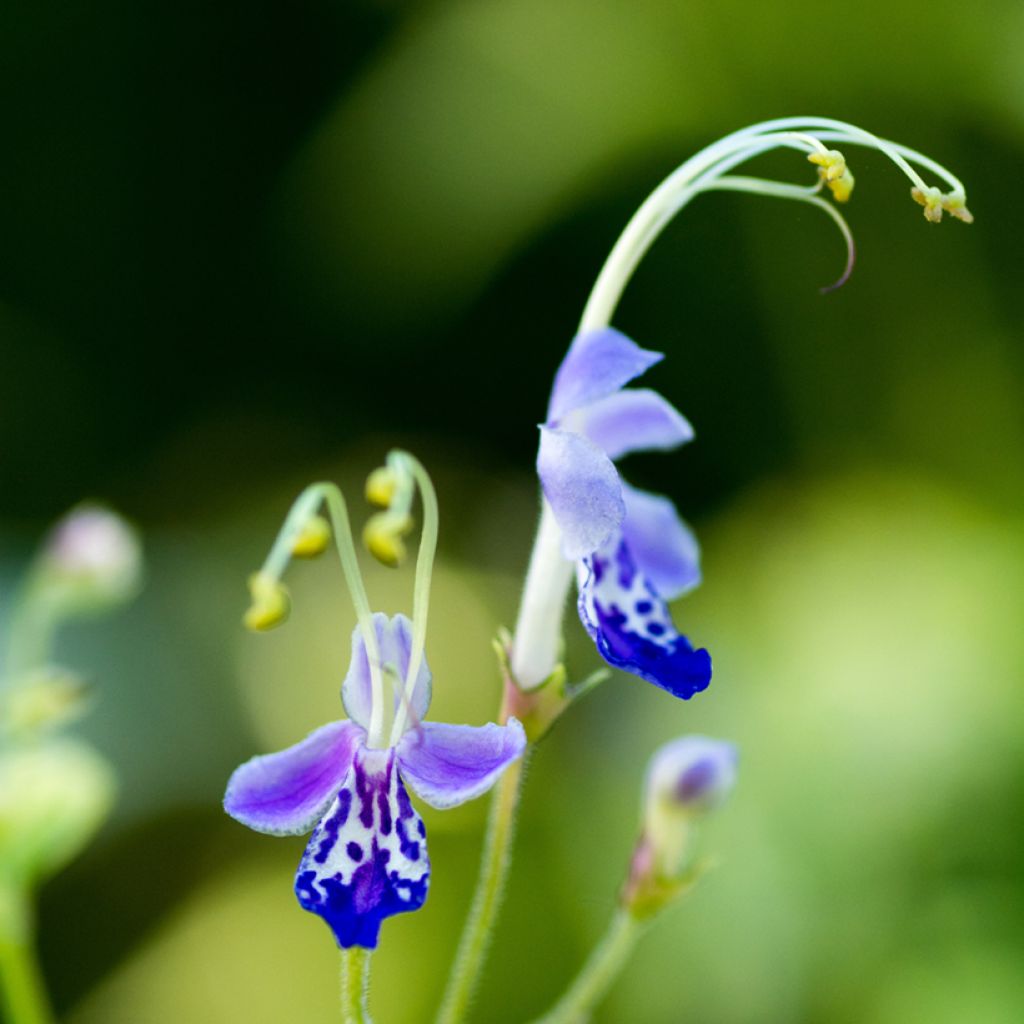 Caryopteris divaricata -  Spirée bleue