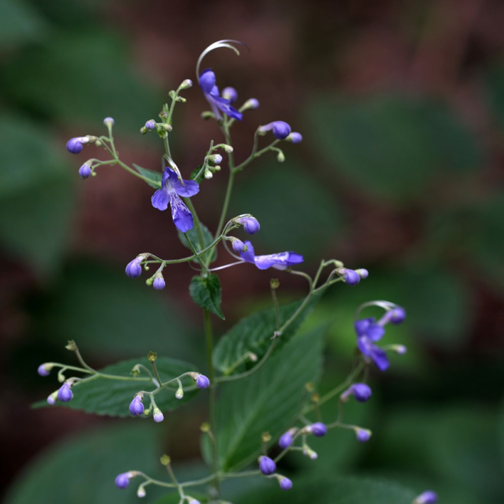 Caryopteris divaricata -  Spirée bleue