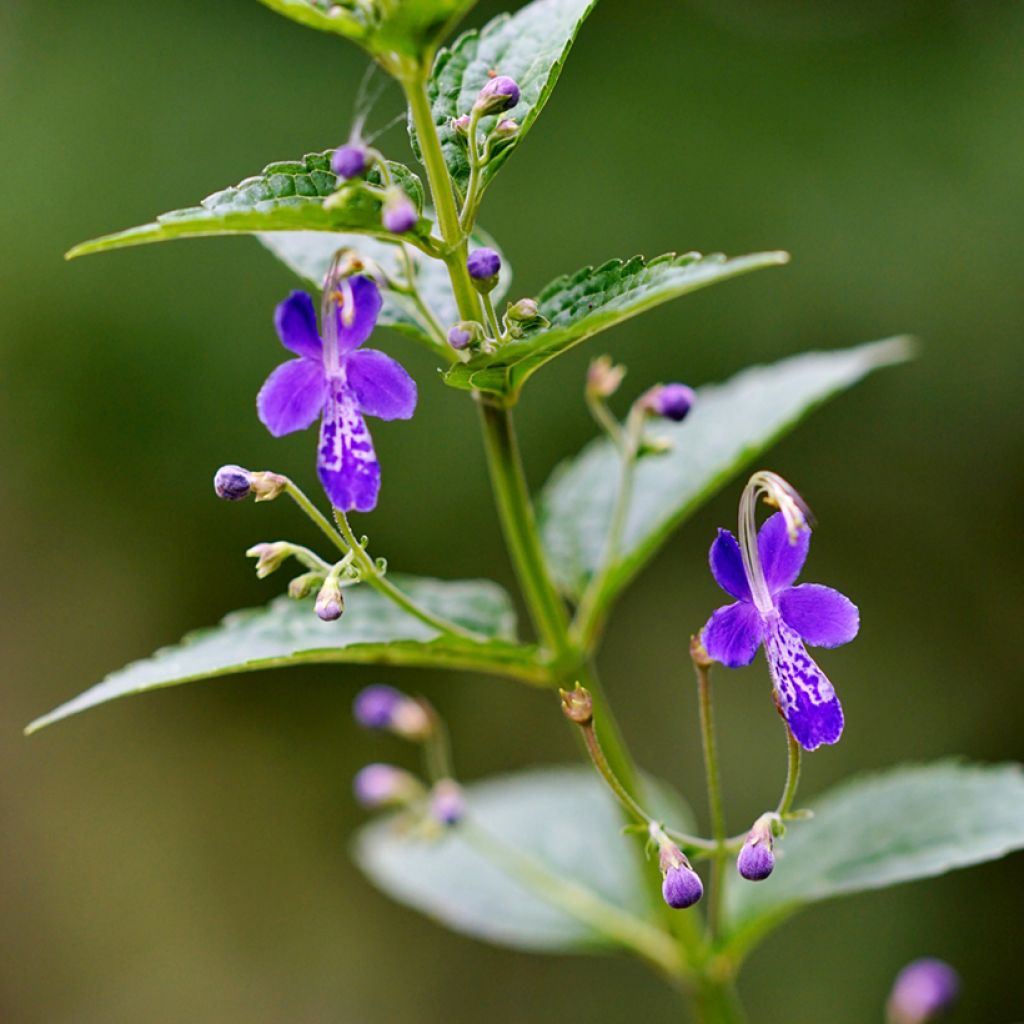 Caryopteris divaricata -  Spirée bleue