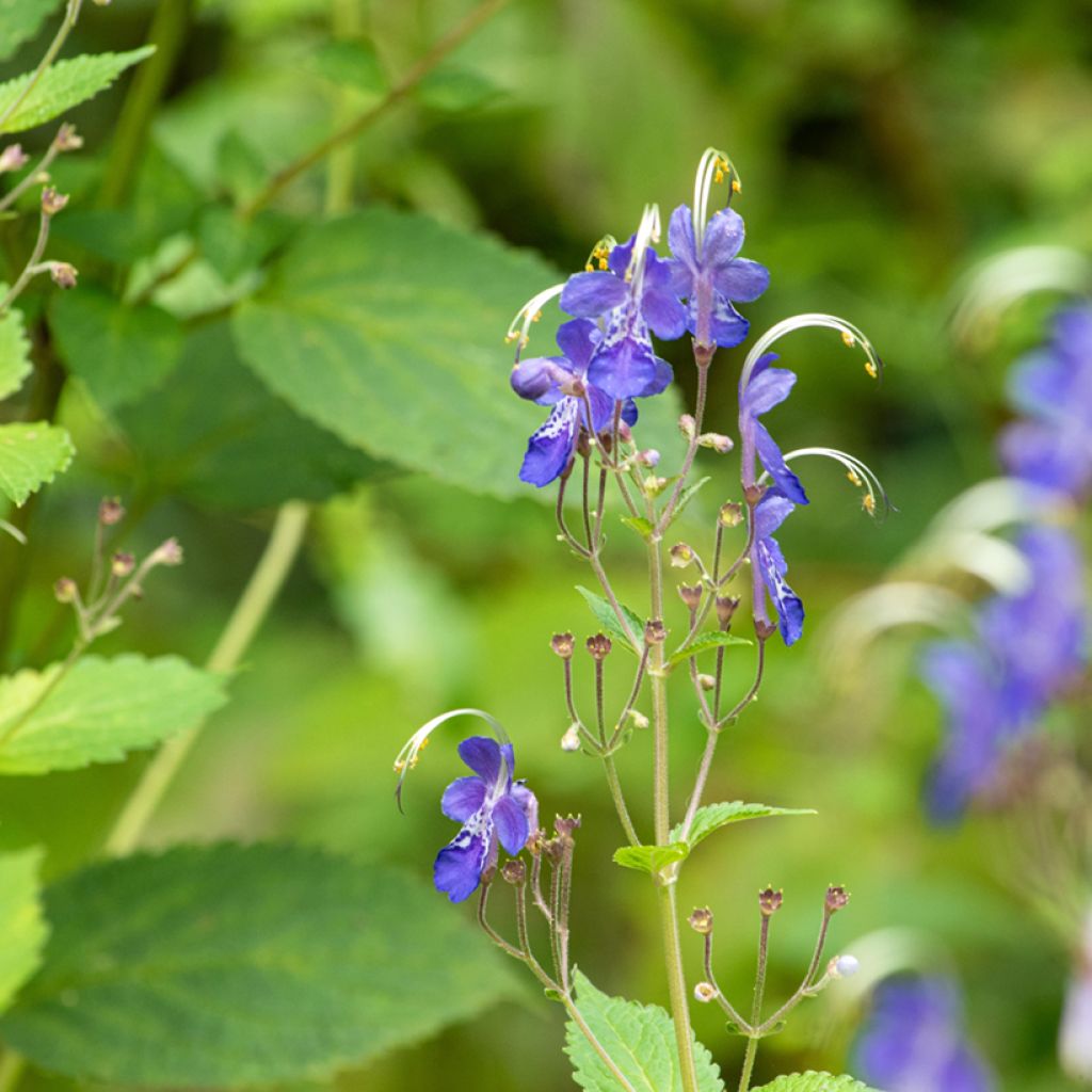 Caryopteris divaricata -  Spirée bleue