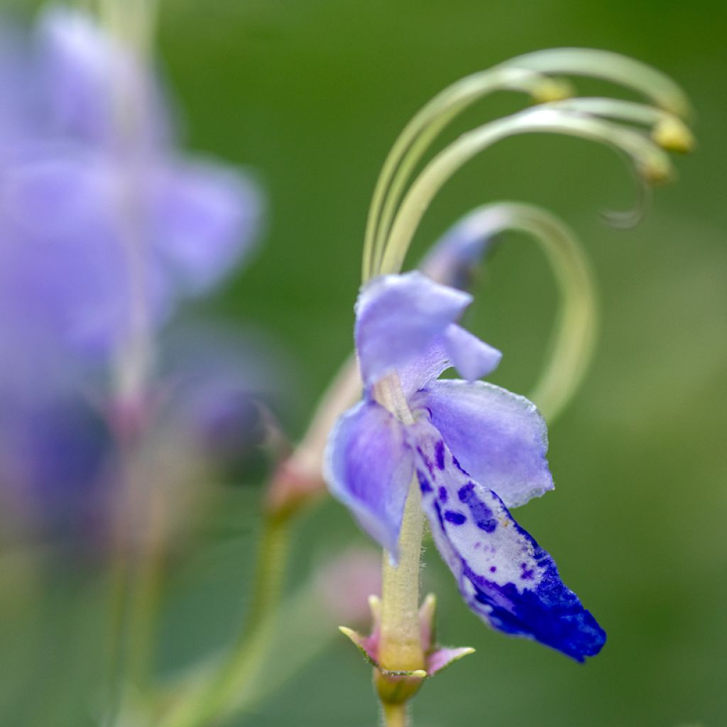 Caryopteris divaricata -  Spirée bleue