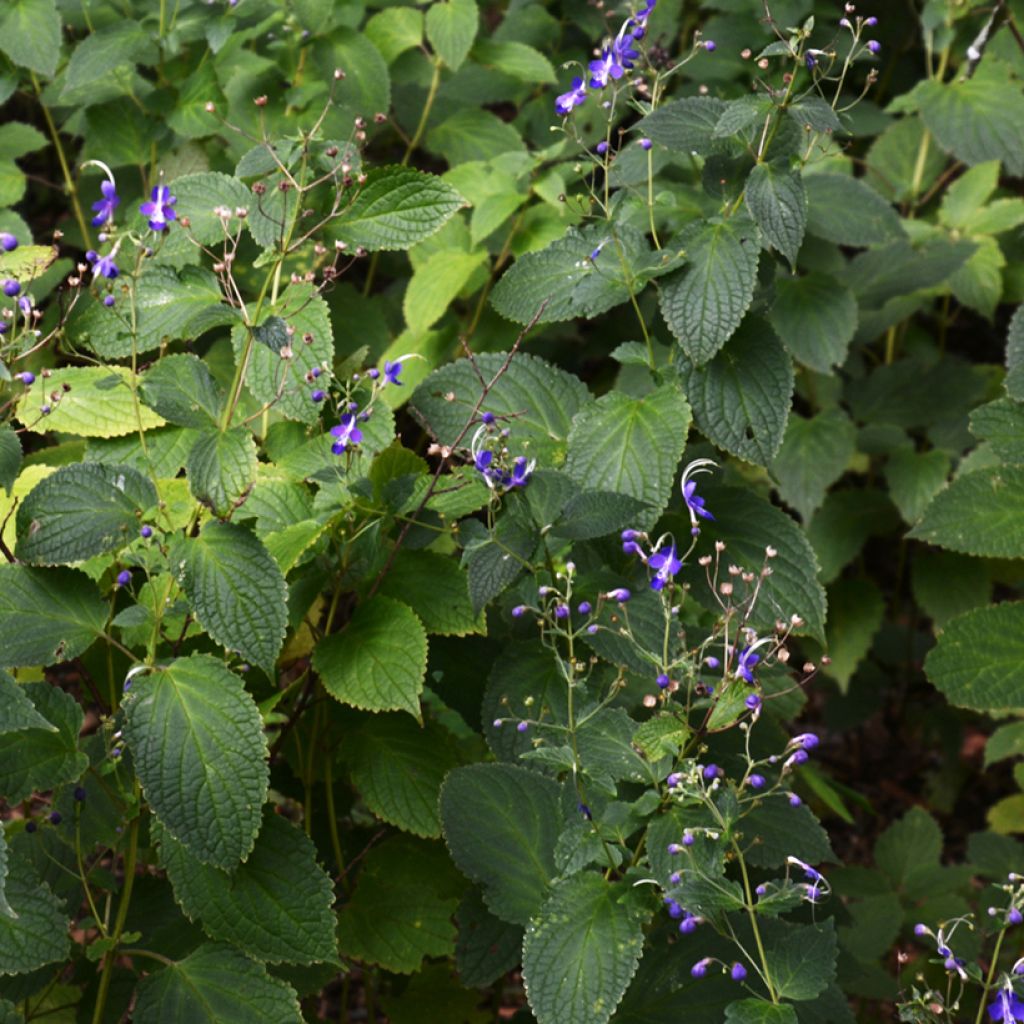 Caryopteris divaricata -  Spirée bleue