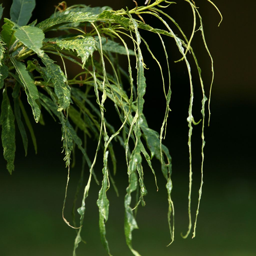 Castanea sativa Aspleniifolia - Châtaignier à feuille de fougère