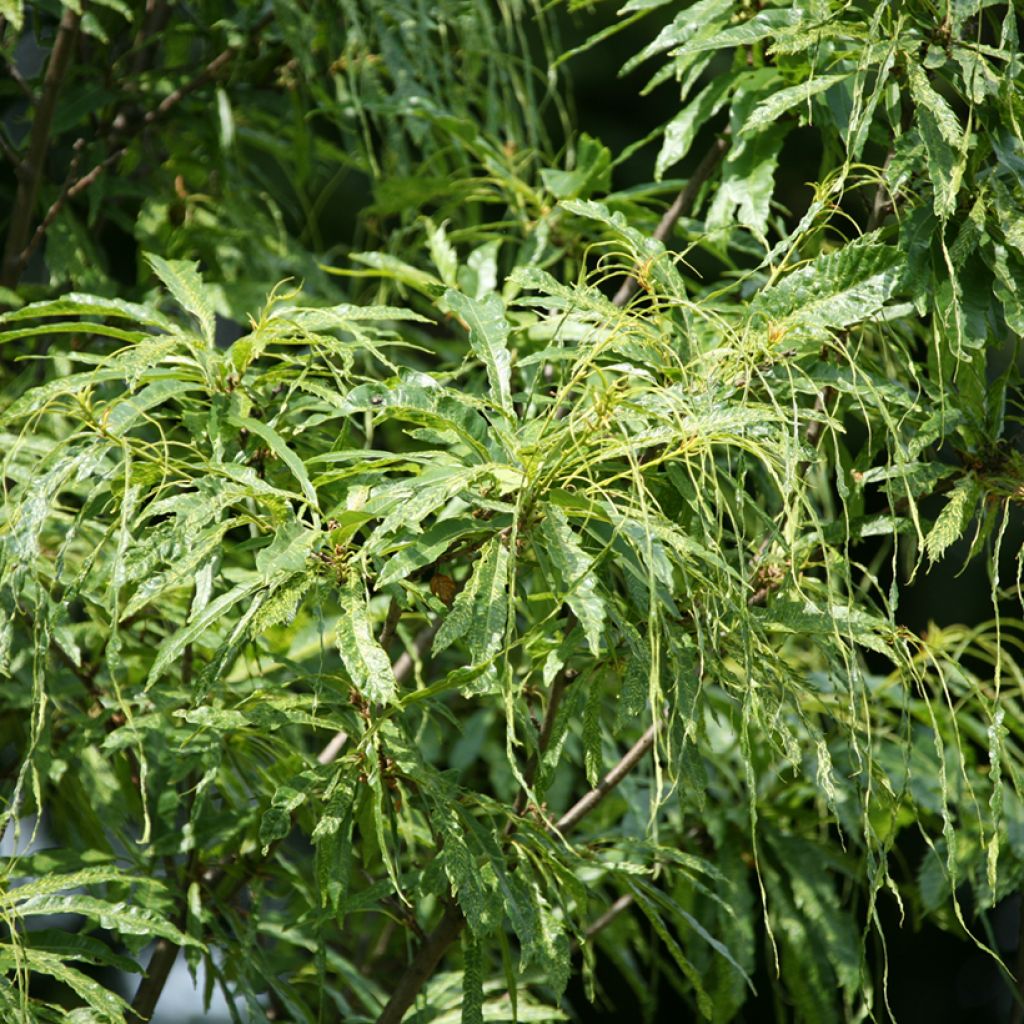 Castanea sativa Aspleniifolia - Châtaignier à feuille de fougère