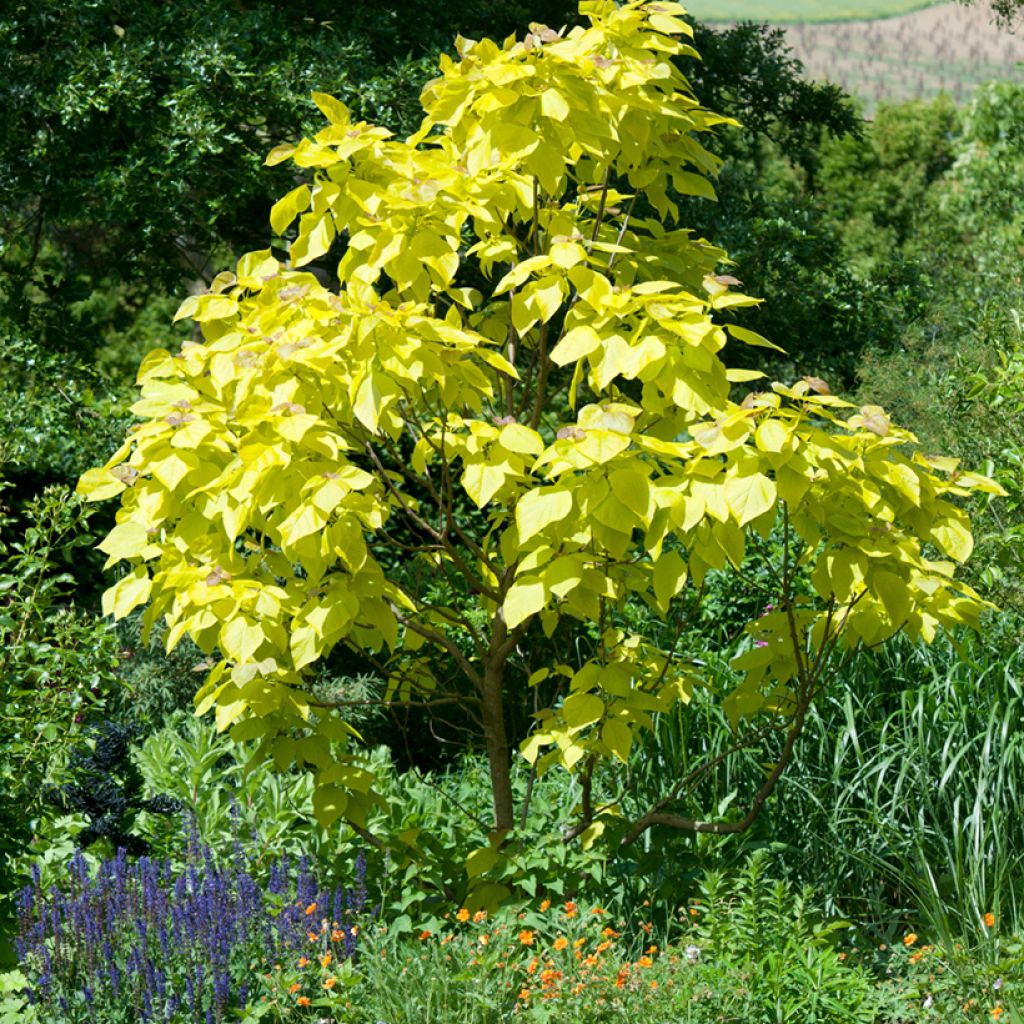 Catalpa bignonioides Aurea - Catalpa doré