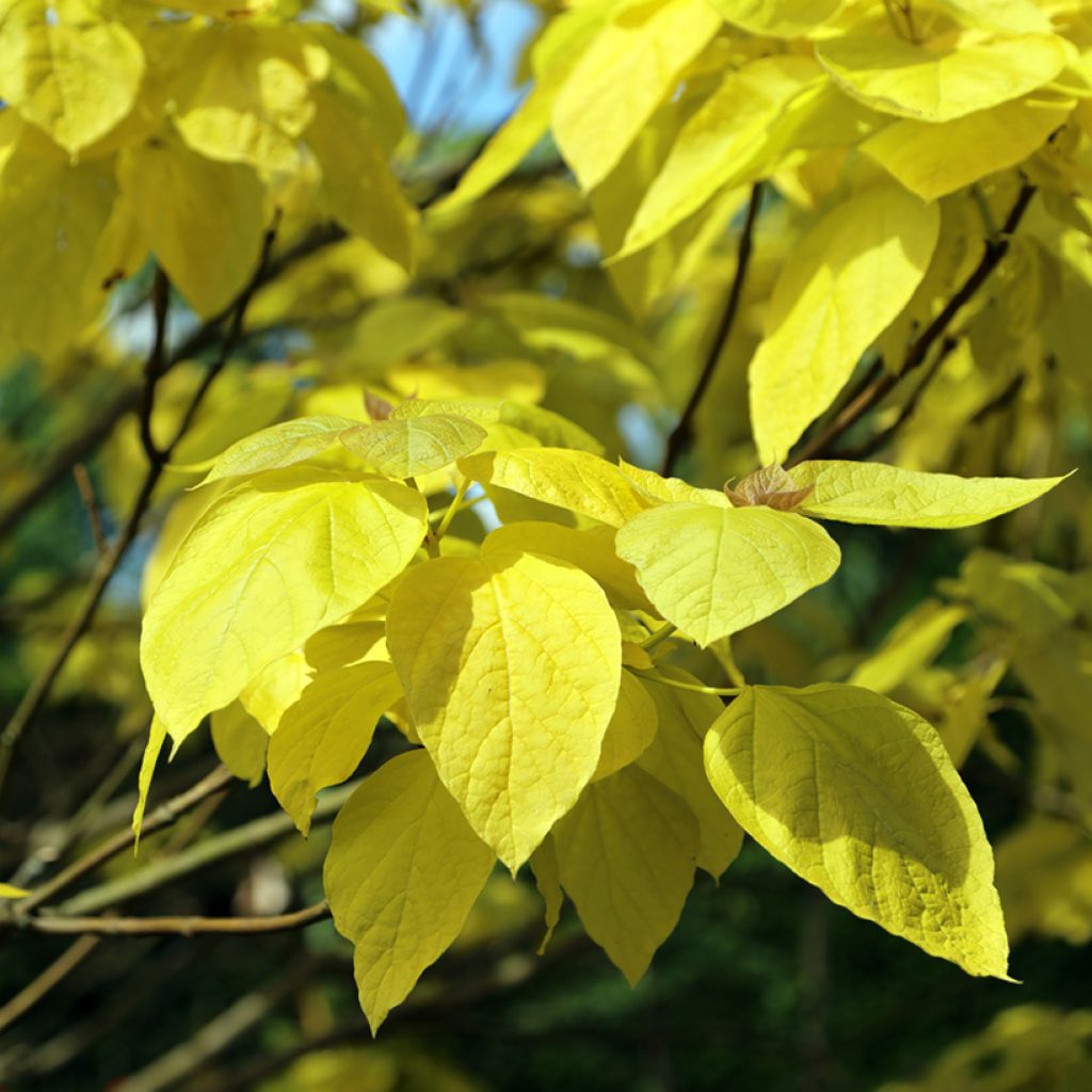 Catalpa bignonioides Aurea - Catalpa doré