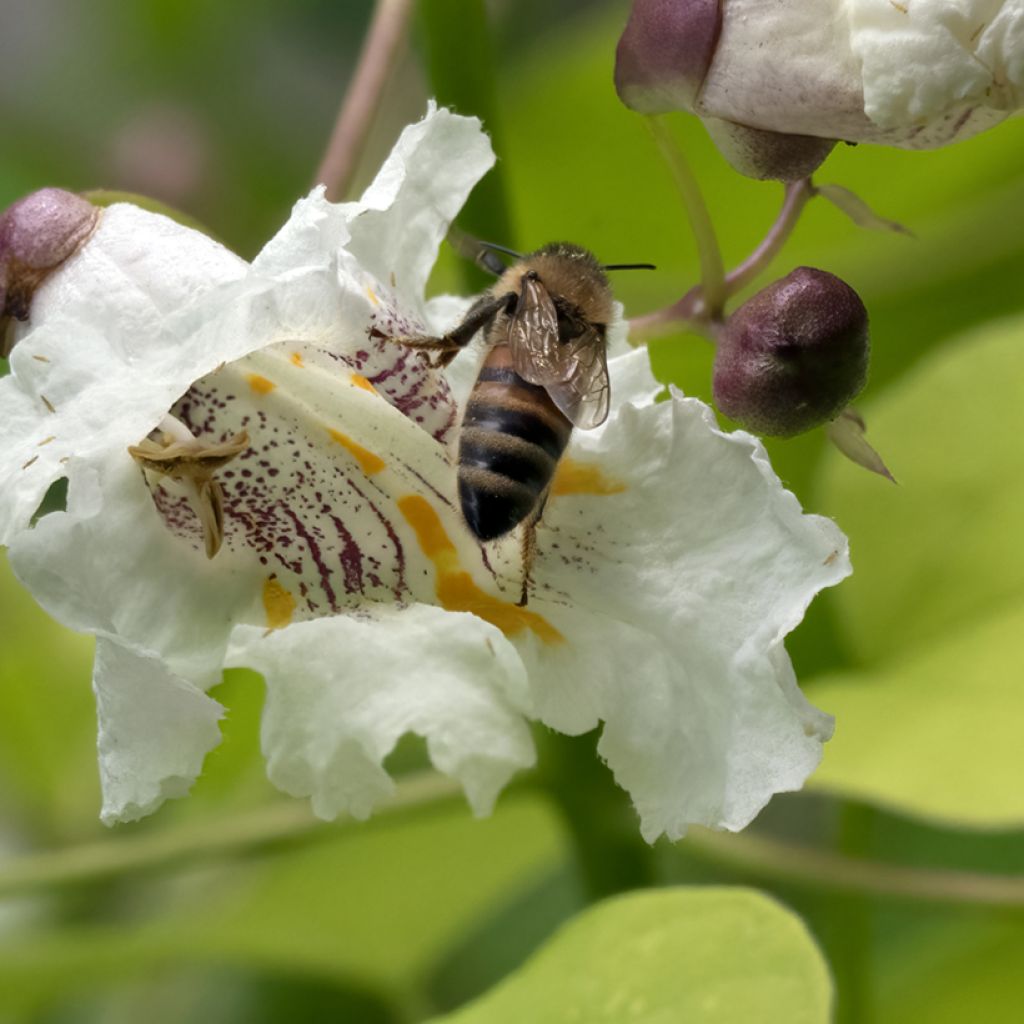 Catalpa bignonioides Aurea - Catalpa doré