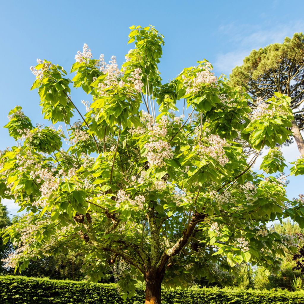 Catalpa bignonioides Aurea - Catalpa doré