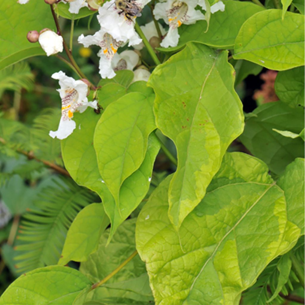 Catalpa bignonioides Variegata - Catalpa panaché