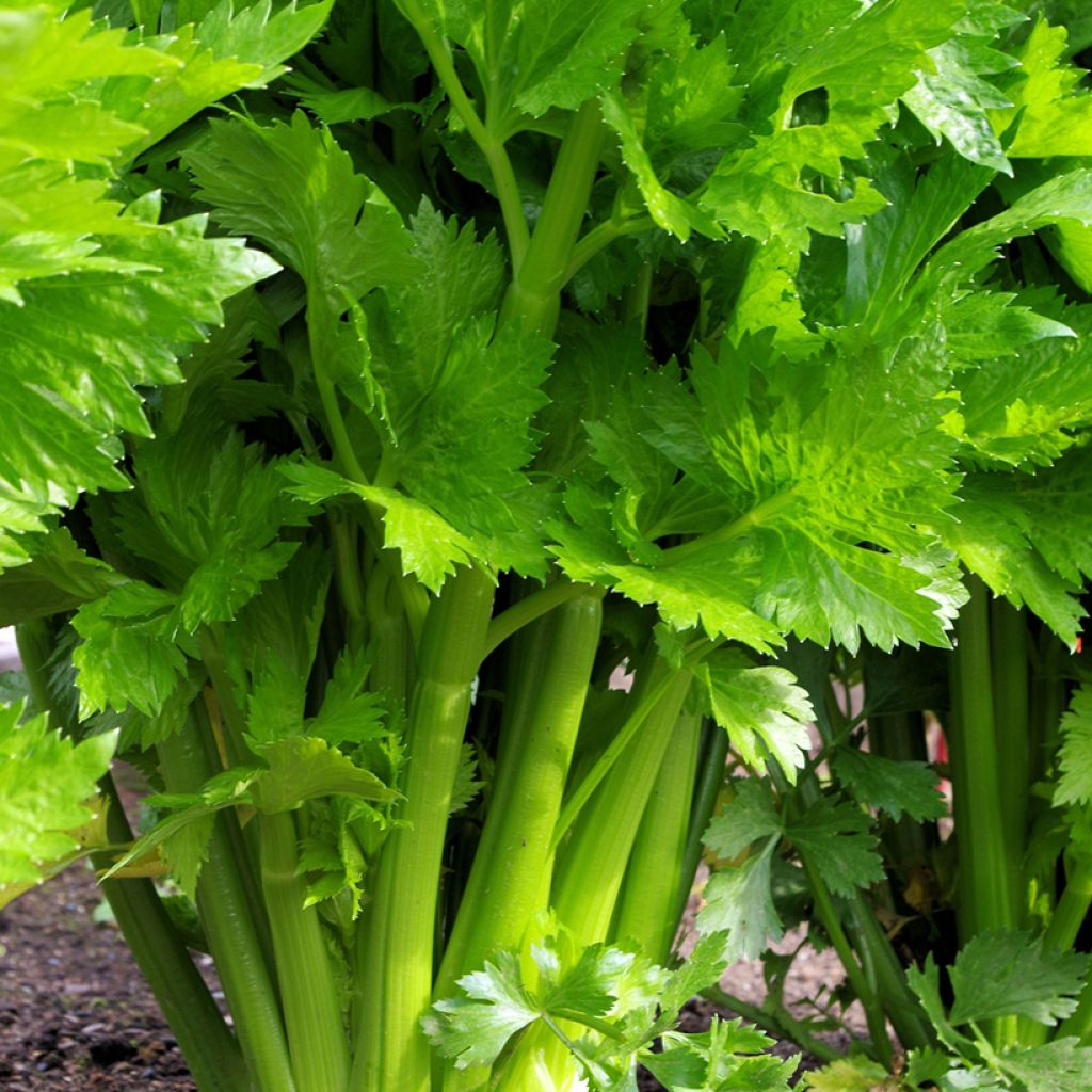 Céleri Géant Doré Amélioré - Apium graveolens