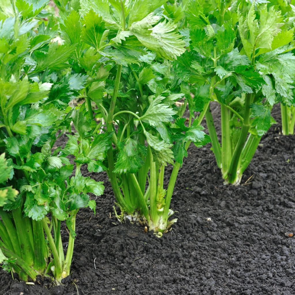 Céleri à côtes plein Blanc Doré Chemin 2 - Apium graveolens