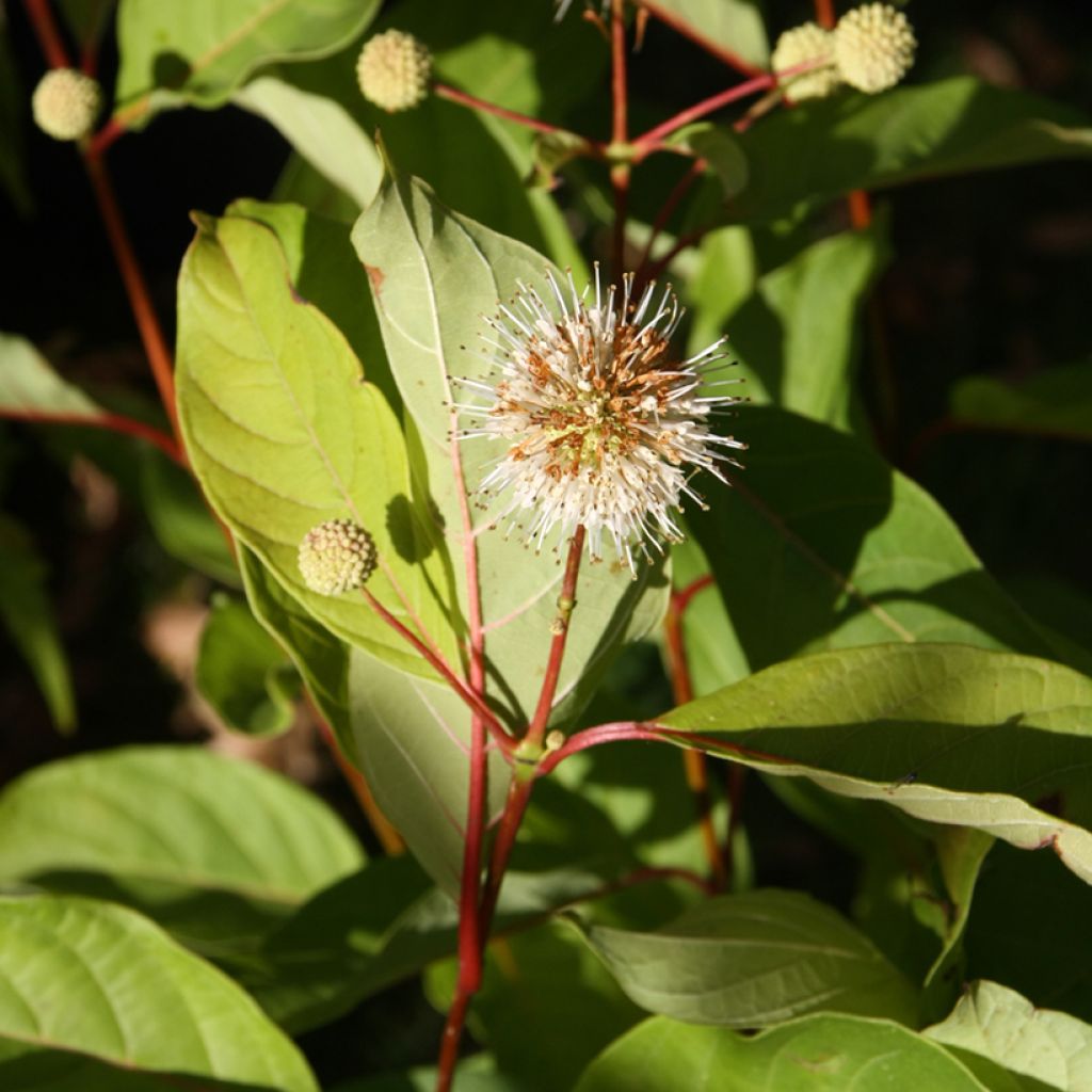 Cephalanthus occidentalis - Bois-bouton