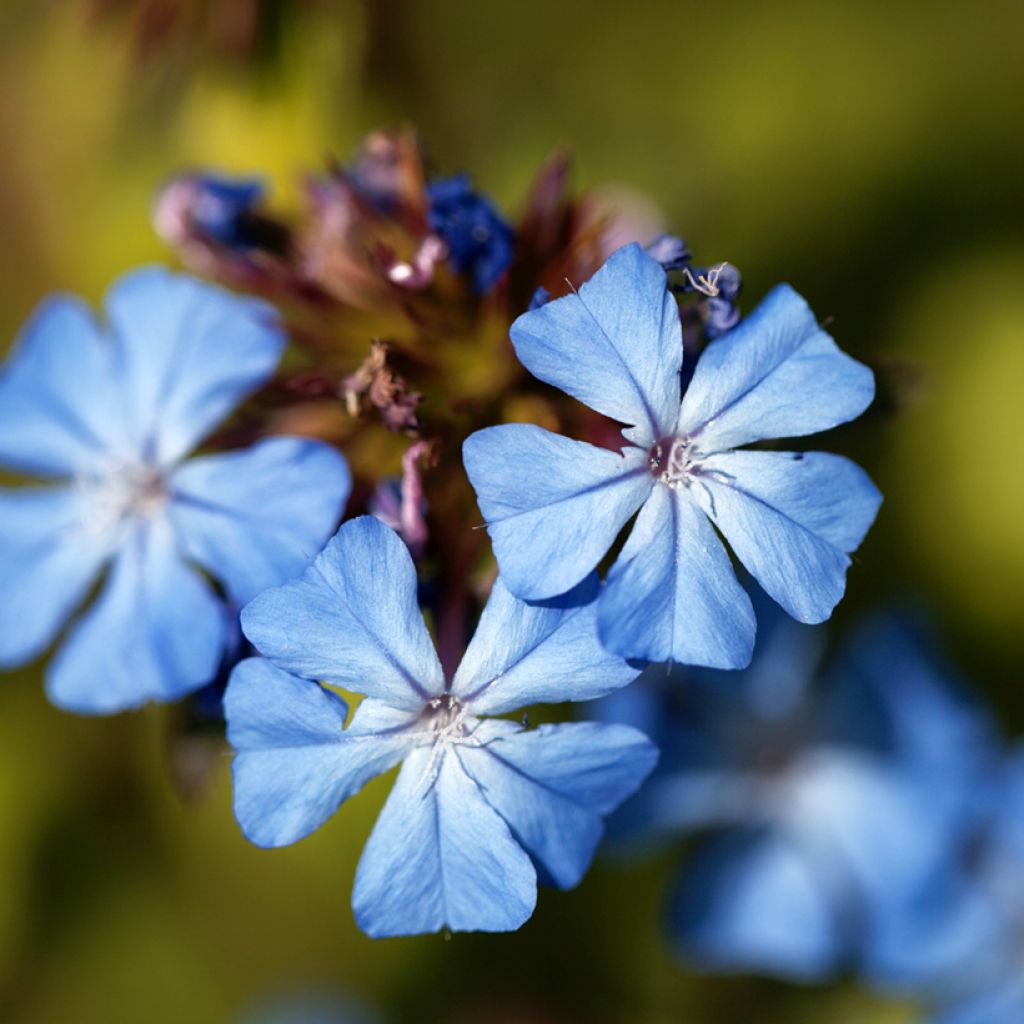 Ceratostigma griffithii, Dentelaire