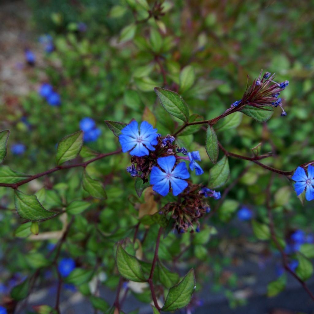 Ceratostigma griffithii, Dentelaire