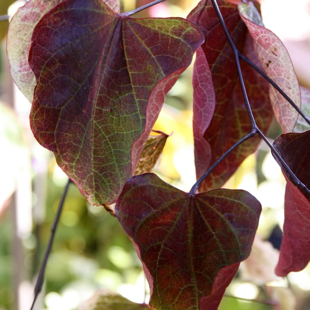 Cercis Carolina Sweetheart - Gainier du Canada panaché