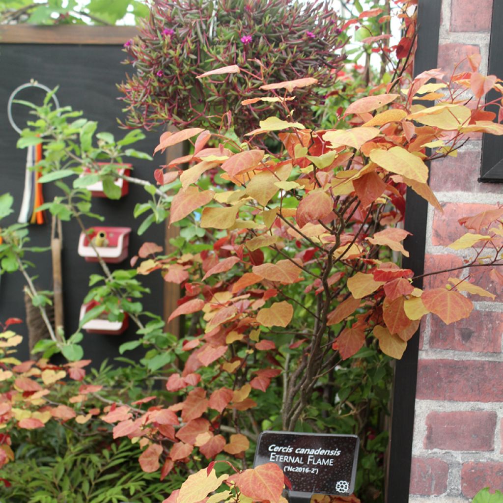 Cercis canadensis Eternal Flame - Gainier du Canada