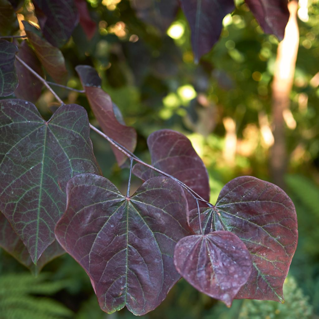 Cercis canadensis Forest Pansy - Arbre de Judée