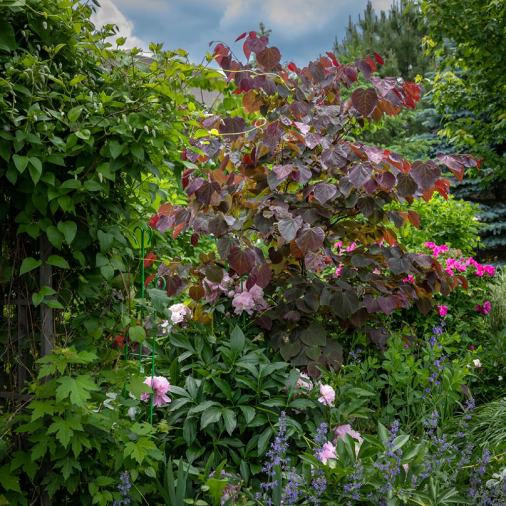 Cercis canadensis Forest Pansy - Arbre de Judée