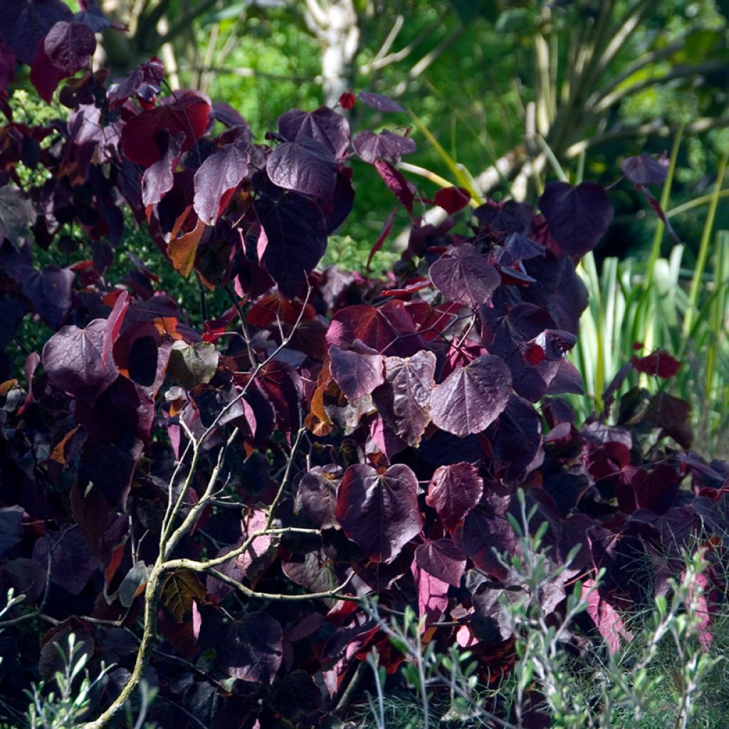 Cercis canadensis Forest Pansy - Arbre de Judée