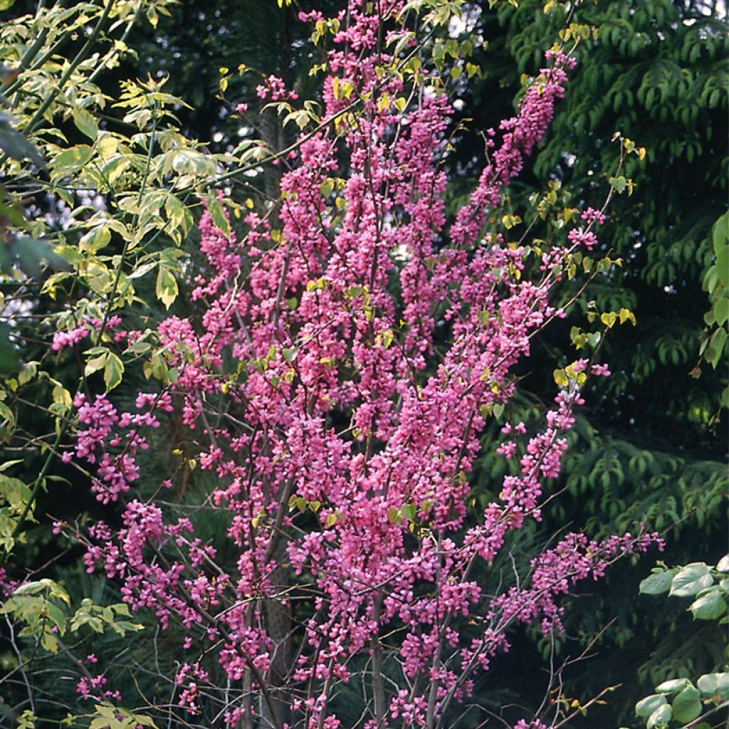 Cercis canadensis - Gainier du Canada