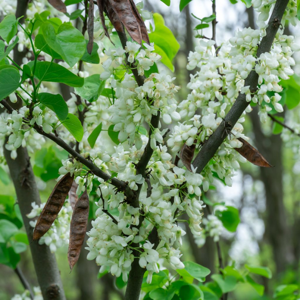 Cercis chinensis Shirobana - Gainier de Chine