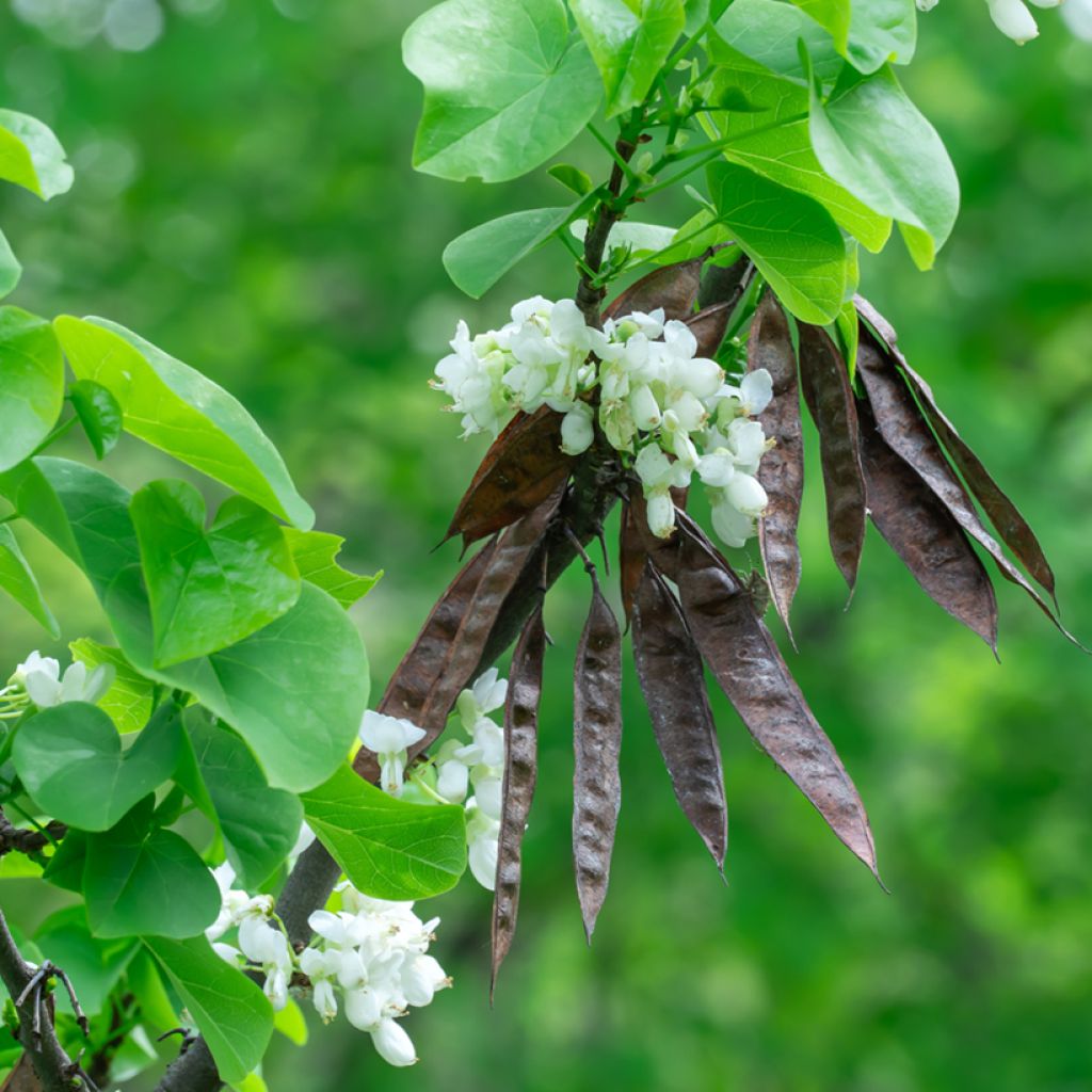 Cercis chinensis Shirobana - Gainier de Chine