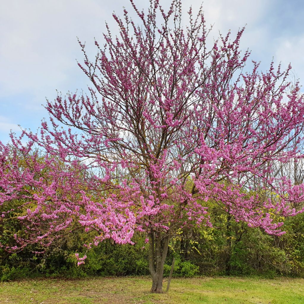 Cercis siliquastrum - Arbre de Judée