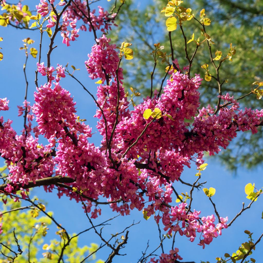 Cercis siliquastrum - Arbre de Judée