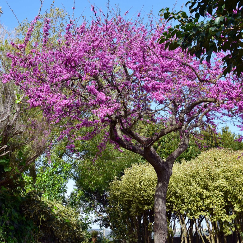 Cercis siliquastrum - Arbre de Judée