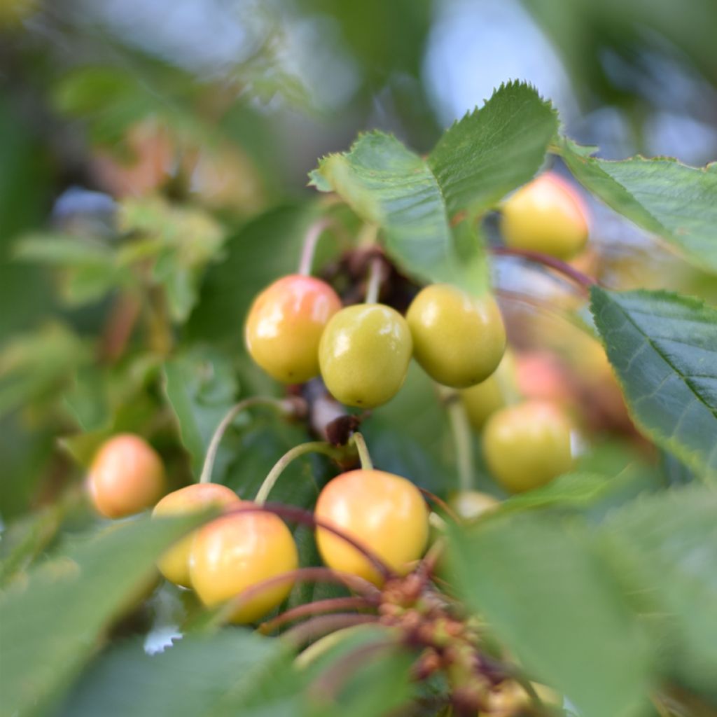 Cerisier Bigarreau Blanc ou Trompe Geai Bio