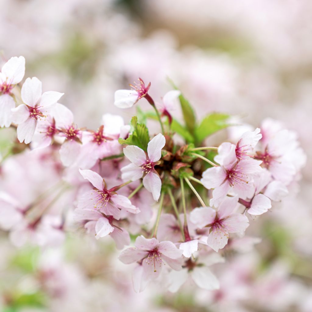 Cerisier à fleurs - Prunus nipponica Brillant