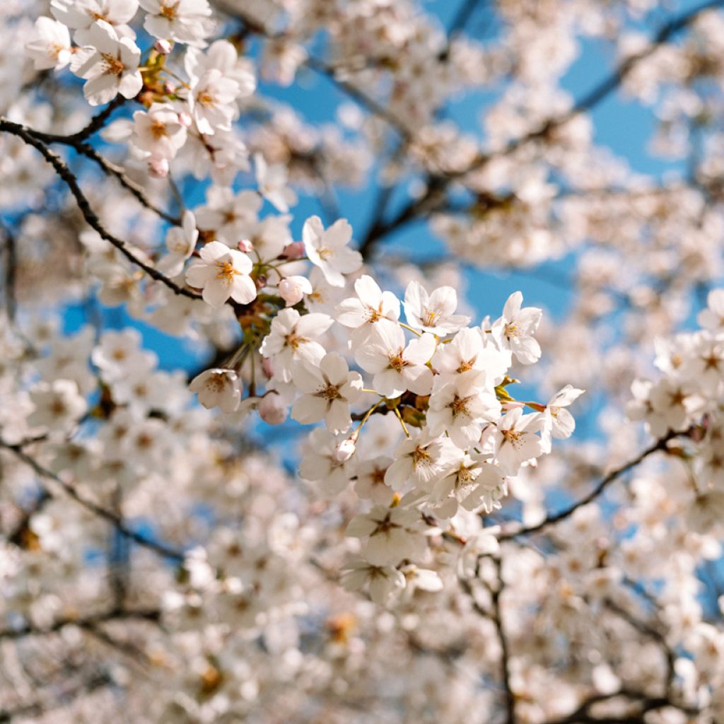 Cerisier à fleurs - Prunus nipponica Brillant