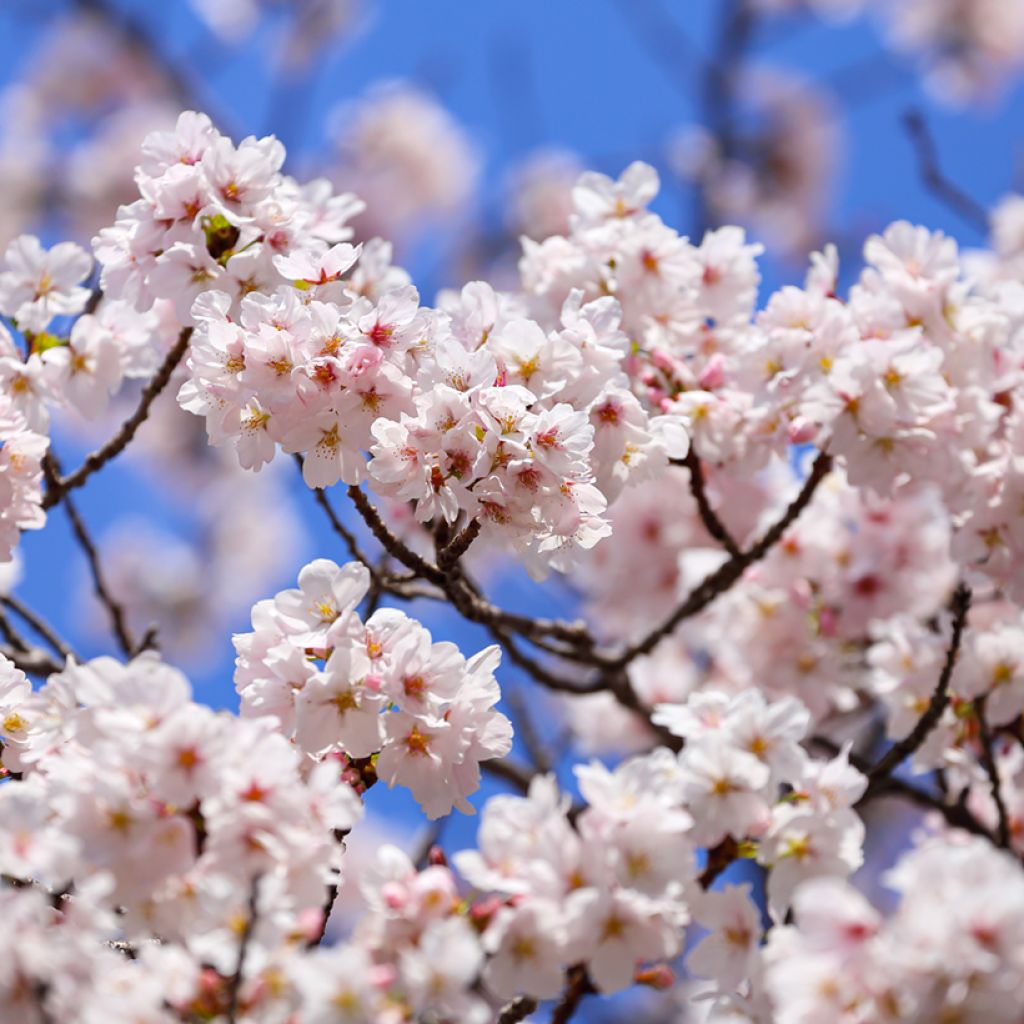 Cerisier à fleurs - Prunus yedoensis 