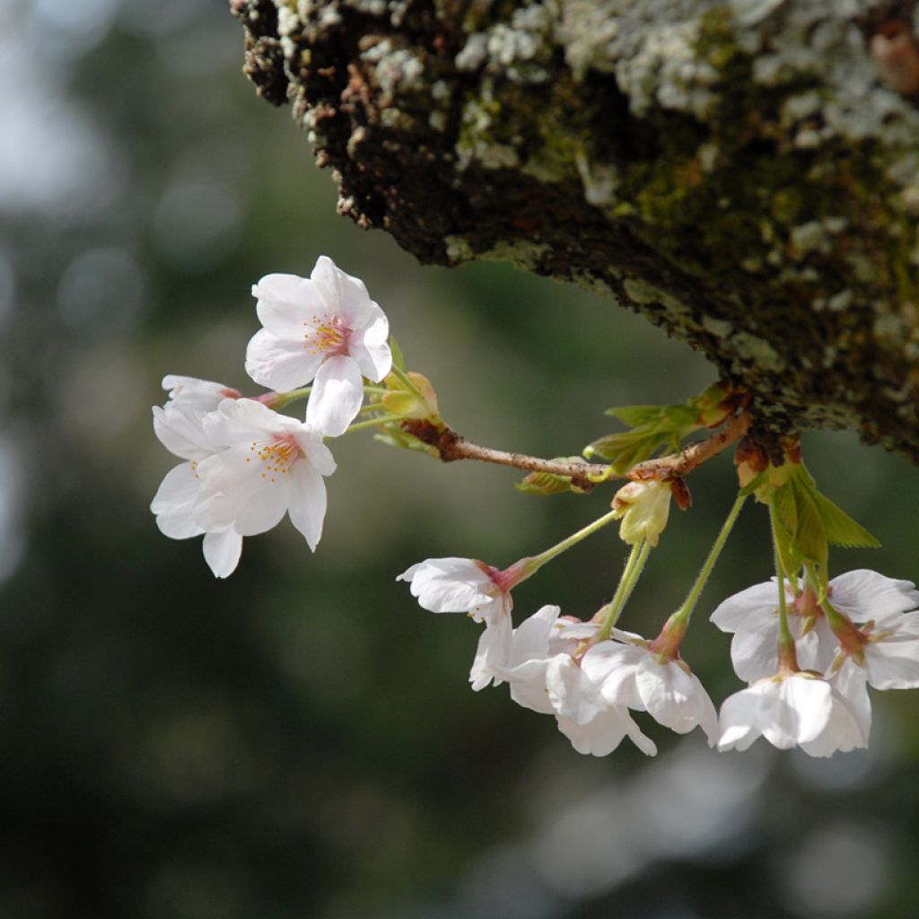 Cerisier à fleurs - Prunus yedoensis 