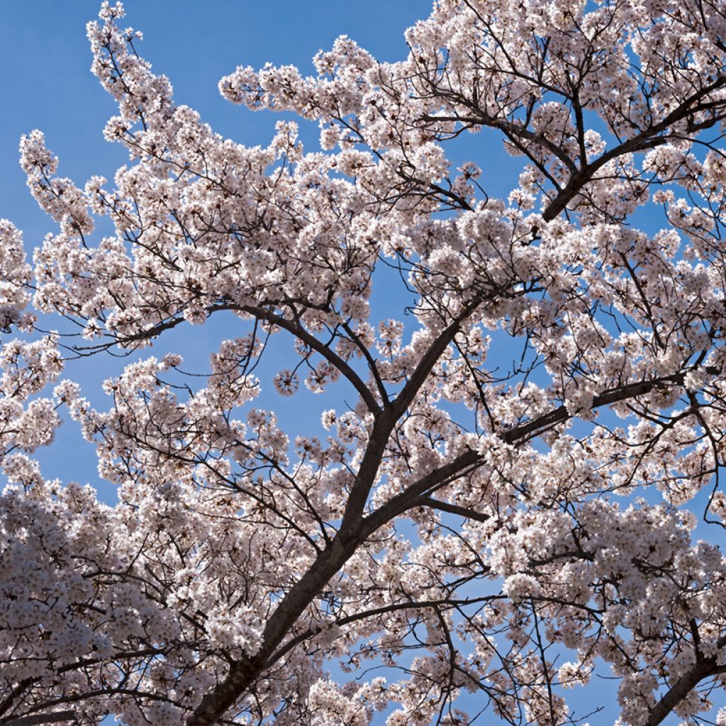 Cerisier à fleurs - Prunus yedoensis 