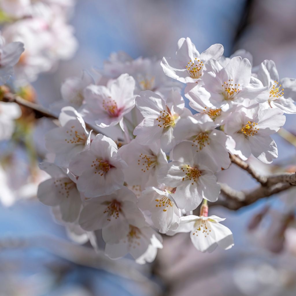 Cerisier à fleurs - Prunus yedoensis 