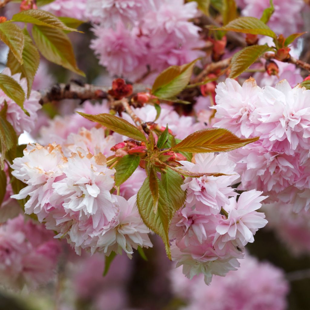 Cerisier du Japon - Prunus serrulata Royal Burgundy