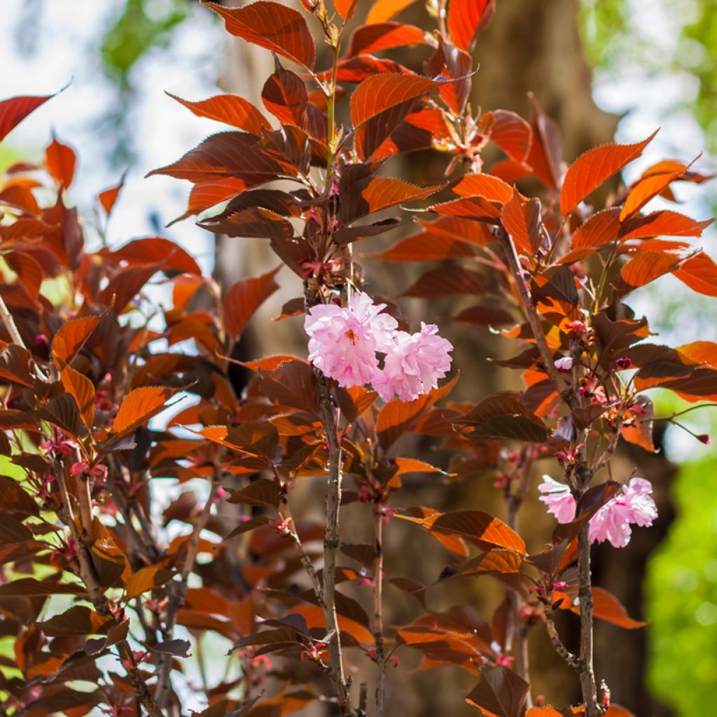 Cerisier du Japon - Prunus serrulata Royal Burgundy