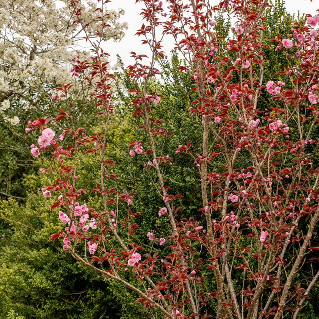 Cerisier du Japon - Prunus serrulata Royal Burgundy