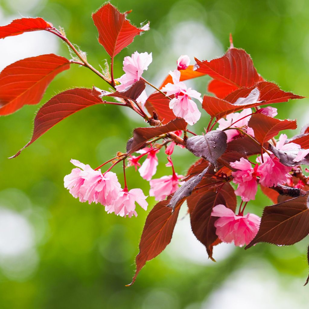 Cerisier du Japon - Prunus serrulata Royal Burgundy