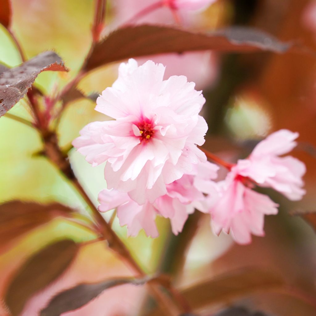 Cerisier du Japon - Prunus serrulata Royal Burgundy